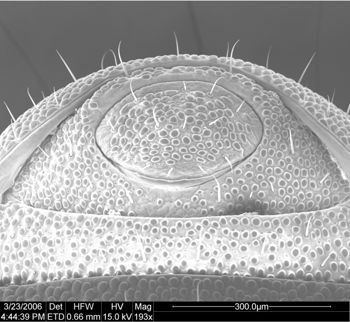 Media type: image;   Invertebrate Zoology 134693